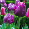 Tulip 'Double Negrita' (Double Early) - PACK of 10 premium size bulbs