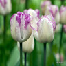 Tulip 'Double Shirley' (Double Late) - PACK of 10 premium size bulbs