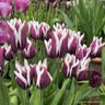 Tulip 'Spitsbergen' (Triumph) - PACK of 10 premium size bulbs