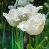Tulip 'Honeymoon' (Fringed) - PACK of 10 premium size bulbs