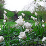 Tulip 'Honeymoon' (Fringed) - PACK of 10 premium size bulbs