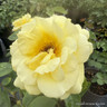 Arthur Bell - Climbing Rose