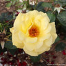 Arthur Bell - Climbing Rose