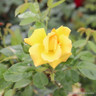 Arthur Bell - Climbing Rose