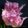 Tulip 'Lilac Frizzle' (Fringed) - PACK of 10 Premium size bulbs