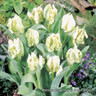 Tulip 'Super Parrot' (Parrot) - PACK of 10 premium size bulbs