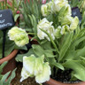 Tulip 'Super Parrot' (Parrot) - PACK of 10 premium size bulbs