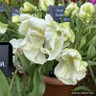 Tulip 'Super Parrot' (Parrot) - PACK of 10 premium size bulbs