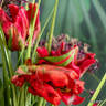 Tulip 'Red Madonna' (Parrot) - PACK of 10 premium size bulbs