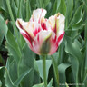 Tulip 'Flaming Springgreen' (Viridiflora) - PACK of 10 premium size bulbs