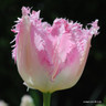 Tulip 'Oviedo' (Fringed) - PACK of 10 premium size bulbs