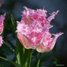 Tulip 'Neglige' (Fringed) - PACK of 10 premium size bulbs
