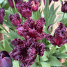 Tulip 'Frozen Night' (Parrot) - PACK of 10 premium size bulbs