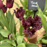 Tulip 'Frozen Night' (Parrot) - PACK of 10 premium size bulbs