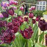 Tulip 'Frozen Night' (Parrot) - PACK of 10 premium size bulbs