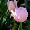 Tulip 'Silver Cloud' (Triumph) - PACK of 10 premium size bulbs