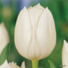 Tulip 'Royal Virgin' (Single Early) - PACK of 10 premium size bulbs