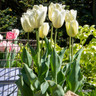Tulip 'Royal Virgin' (Single Early) - PACK of 10 premium size bulbs