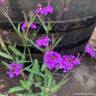 Verbena rigida 1L