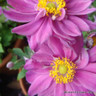 Anemone 'Prinz Heinrich'