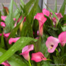 Calla Lily - pink