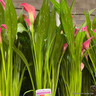 Calla Lily - pink