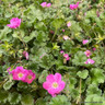 Erodium (pink)