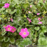 Erodium (pink)