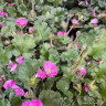 Erodium (pink)