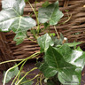 Hedera hibernica