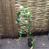 Hedera hibernica