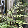 Athyrium otophorum 'Okanum' 5L