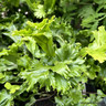 Asplenium scolopendrium 'Cristata' 5L