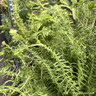 Athyrium felix-femina 'Victoriae' 5L