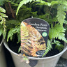 Dryopteris erythrosora 5L