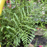 Dryopteris filix-mas 'Linearis Polydactylon' 5L