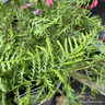 Dryopteris filix-mas 'Linearis Polydactylon' 5L