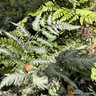 Athyrium niponicum 'Metallicum' 5L