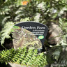 Athyrium niponicum 'Metallicum' 5L