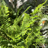 Polystichum setiferum 'Plumosum Densum' 5L