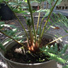 Dicksonia antartica (Tree fern) 5L