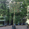 Pleached Elaeagnus ebbingei (8/10cm) 1.8m stem