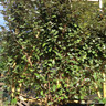 Pleached Elaeagnus ebbingei (8/10cm) 1.8m stem