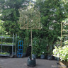 Pleached Elaeagnus ebbingei (8/10cm) 1.8m stem