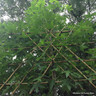 Pleached Liquidambar styraciflua (8/10cm) 2m stem