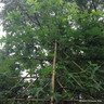 Pleached Liquidambar styraciflua (8/10cm) 2m stem