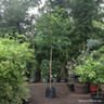 Pleached Liquidambar styraciflua (10/12cm) 2m stem