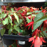 Begonia boliviensis (Trailing) Mix