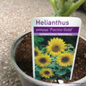 Helianthus annuus (Dwarf Sunflower) 'Pacino Gold' 1L