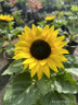 Helianthus annuus (Dwarf Sunflower) 'Pacino Gold' 1L